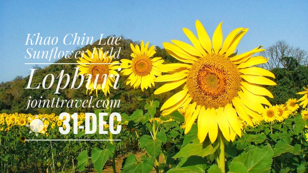 Khao Chin Lae Sunflower Field