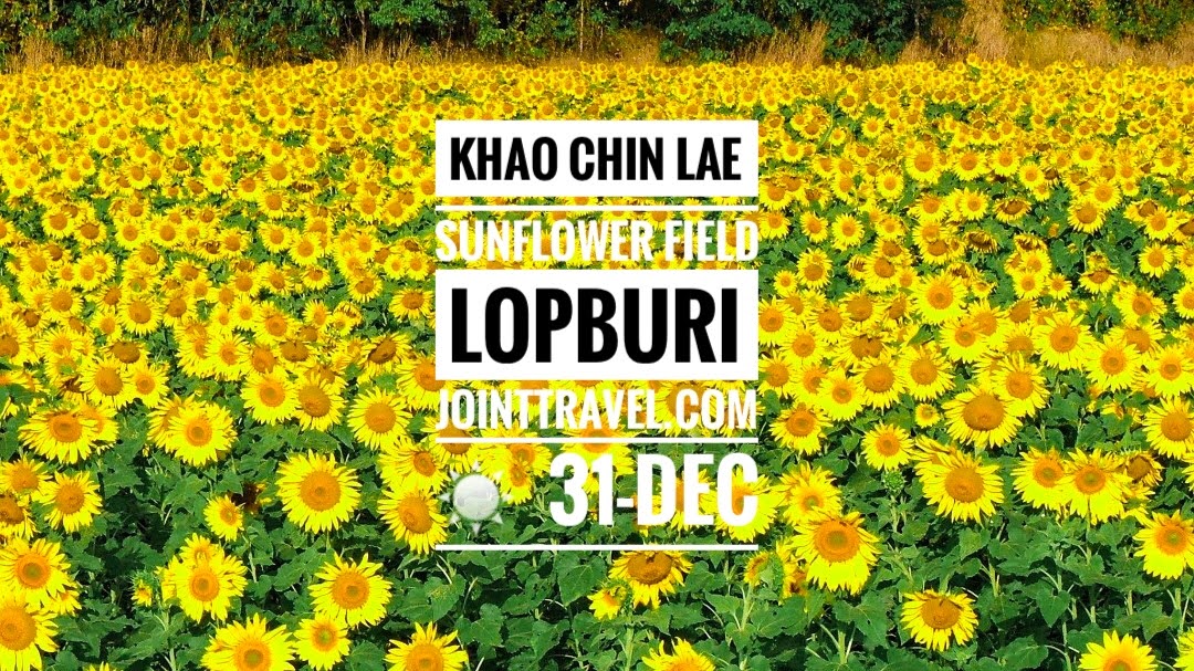 Khao Chin Lae Sunflower Field