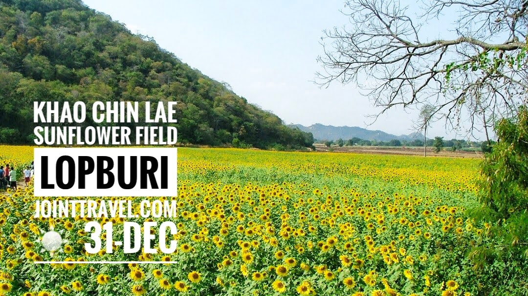 Khao Chin Lae Sunflower Field